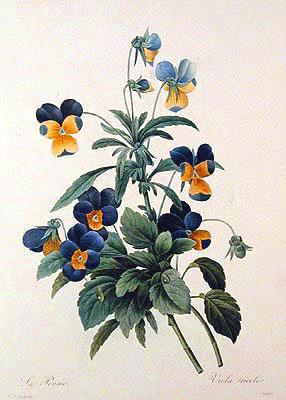 Viola tricolor pierre joseph redoute choix des plus belles fleurs paris 1827